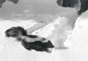 Julie's column references Wally the Skunk. He was unstunk, but the neighbors still turned up their noses at him.